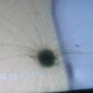 Meet your Posher, Trevor